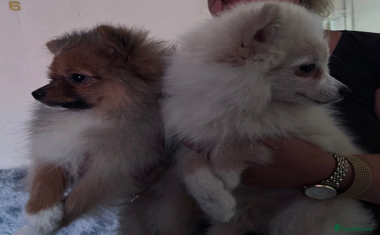 Pomeranian dogs - Advert 1