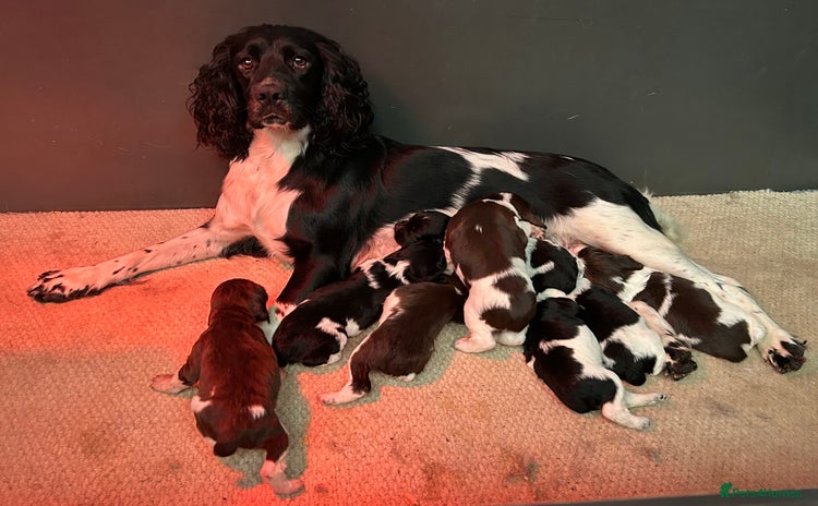English Springer Spaniel dogs - Advert 16