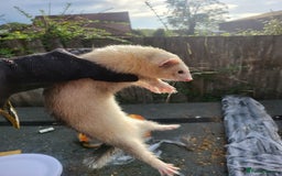 Ferret rodents for sale: Semi angora Jill's  - Image 1