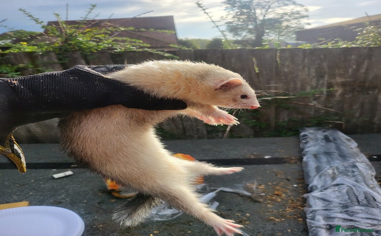 Ferret rodents - Advert 1
