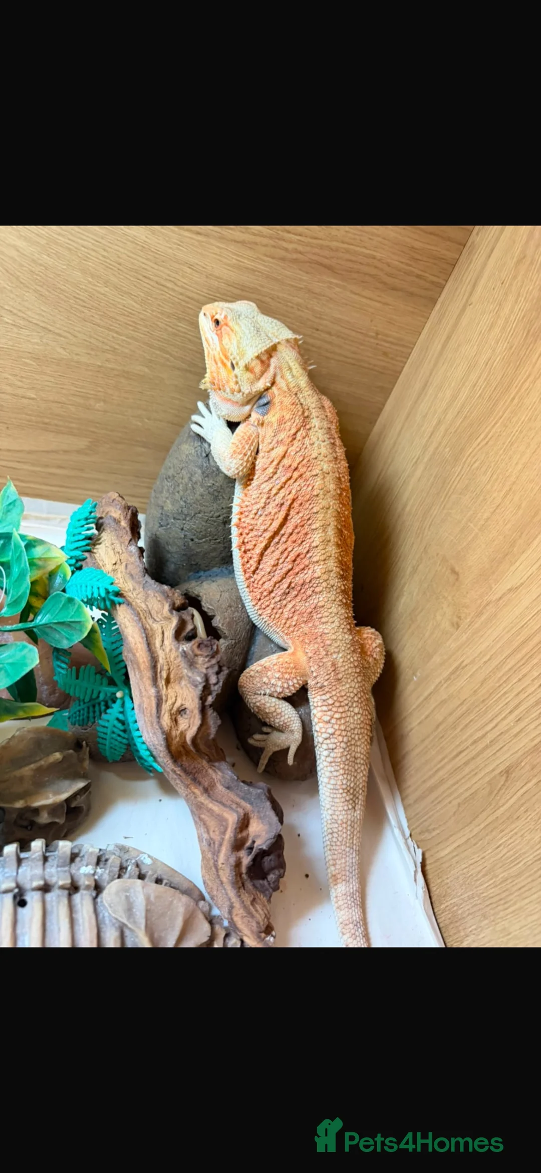 Bearded Dragon reptiles for sale: Bearded dragon and full vivarium set up in Cardiff - Advert 1