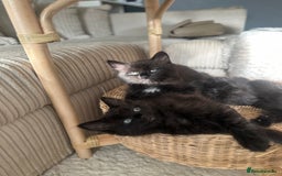 Turkish Angora cats for sale: 2 Beautiful Turkish Angora X Persian Kittens - Image 3