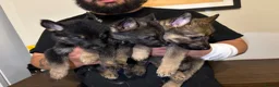 German Shepherd dogs for sale: German Shepherd puppies European line - Advert 7