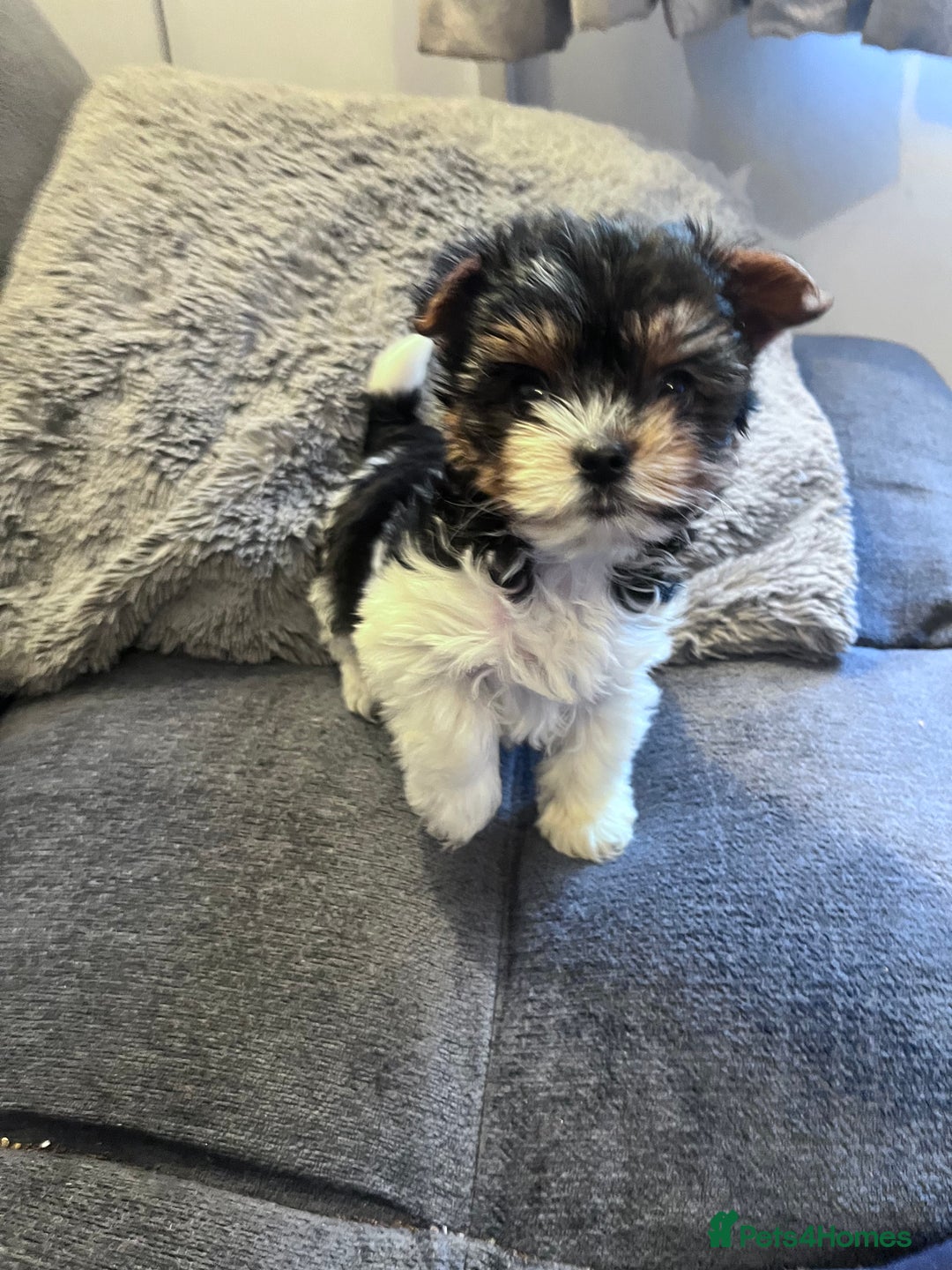 Biewer Terrier dogs for sale: 2 Pure Yorkshire Biewier Terrier READY TO GO - Advert 9