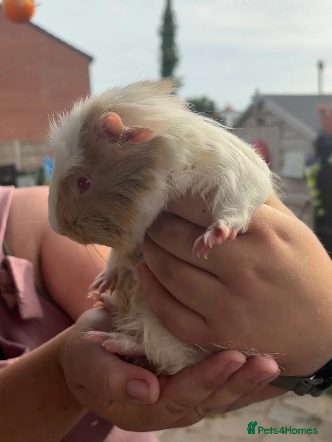Guinea Pig rodents for sale: Male Guinea pigs looking for amazing forever homes - Advert 5