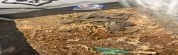 Monitor reptiles for sale: Baby Ackie Monitors in Epping - Advert 7