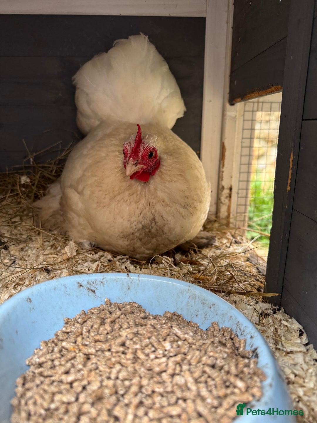 Chickens poultry for sale: Young silkies cockerels & 1 white Pekin hen (£20) - Advert 13