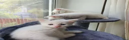 Turkish Angora cats for sale: Turkish angora 3 kittens for sale - Advert 7