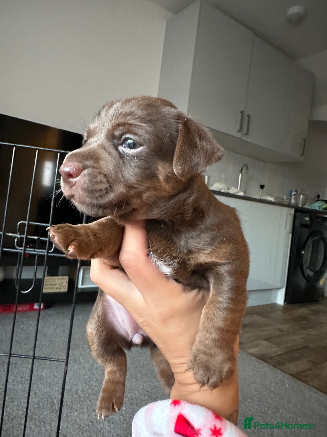 Jack Russell dogs for sale: Beautiful Jack Russell Puppies  - Image 20