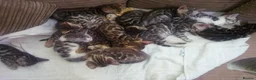 Bengal cats for sale: Pure breed and half breed bengals. - Advert 5