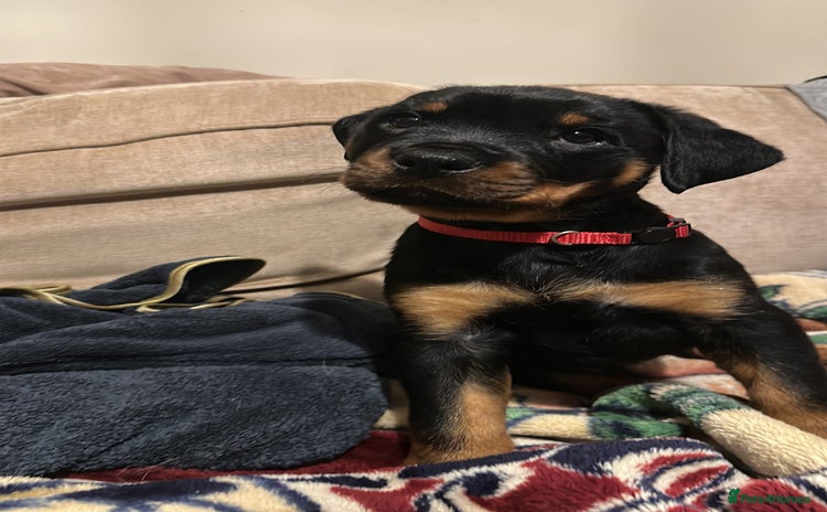 Rottweiler dogs Rottweiler puppies  - Advert 16