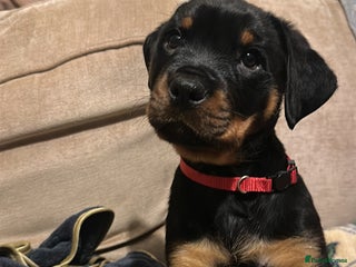 Rottweiler dogs Rottweiler puppies - Advert 1