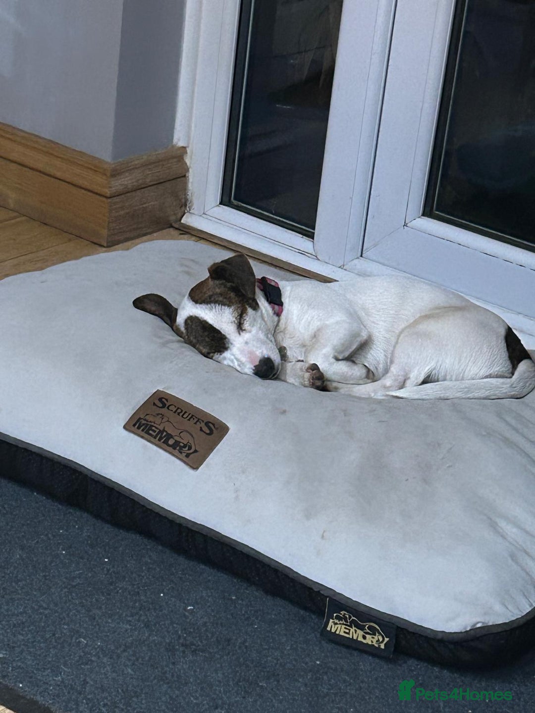 Jack Russell dogs for sale: Jack Russell Puppies  - Image 18