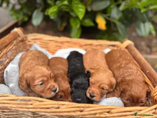 Cockapoo dogs Gorgeous Red F1 cockapoo puppies! - Advert 6