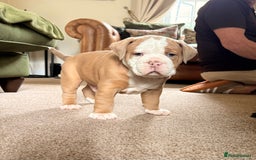 Old Tyme Bulldog dogs for sale: **Chunky NEBBER OLD TYME BULLDOG** - Image 5