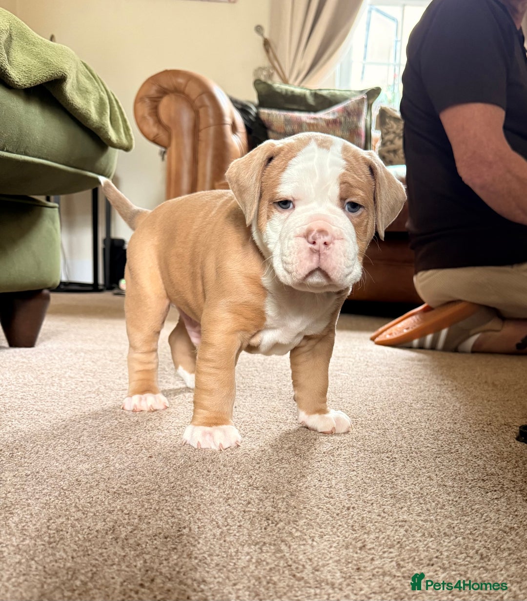 Old Tyme Bulldog dogs for sale: **Chunky NEBBER OLD TYME BULLDOG** - Image 5