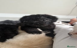 Mixed Breed dogs for sale: 6 fluffy frenchie cross puppies - Image 21