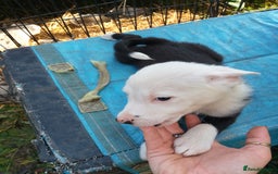 Border Collie dogs for sale: Border collie pups  - Image 5