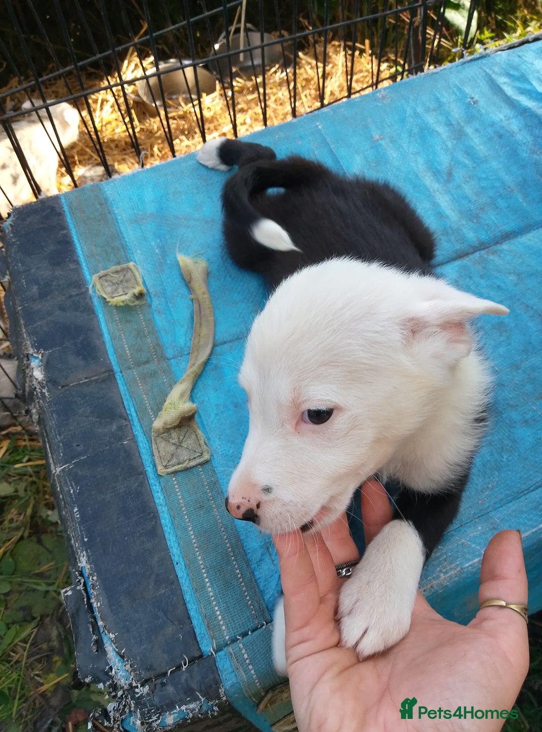 Border Collie dogs for sale: Border collie pups  - Image 5