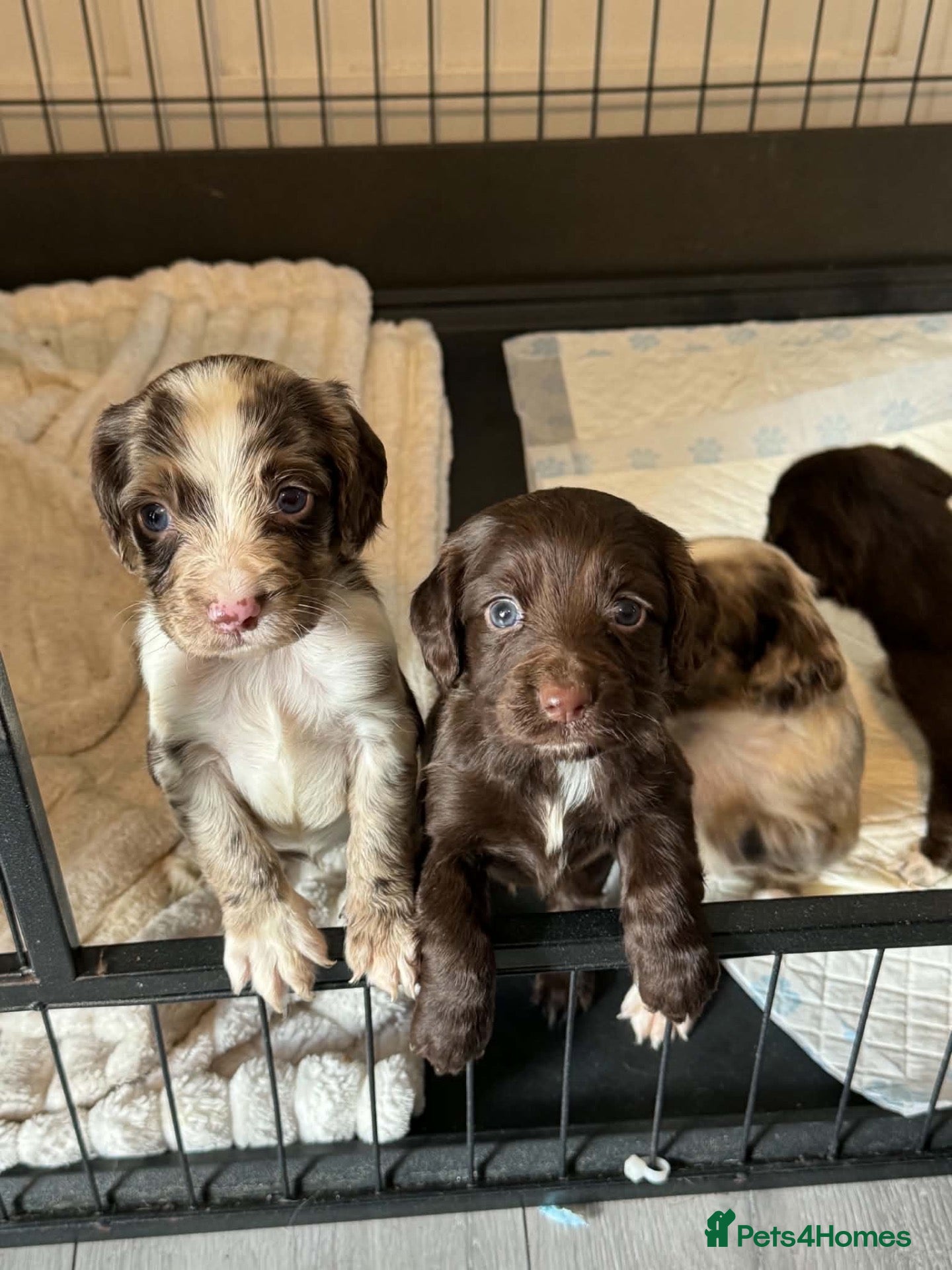 Cocker Spaniel dogs Beautiful litter of working cockerspaniel babies🐾 - Advert 2