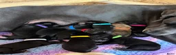 Great Dane dogs for sale: Champion blood exceptional quality black GreatDane in Seaham - Advert 6
