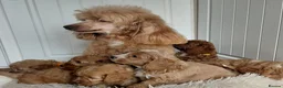 Cavapoo dogs for sale: F1 Cavapoo puppies-extensively health tested  - Advert 3