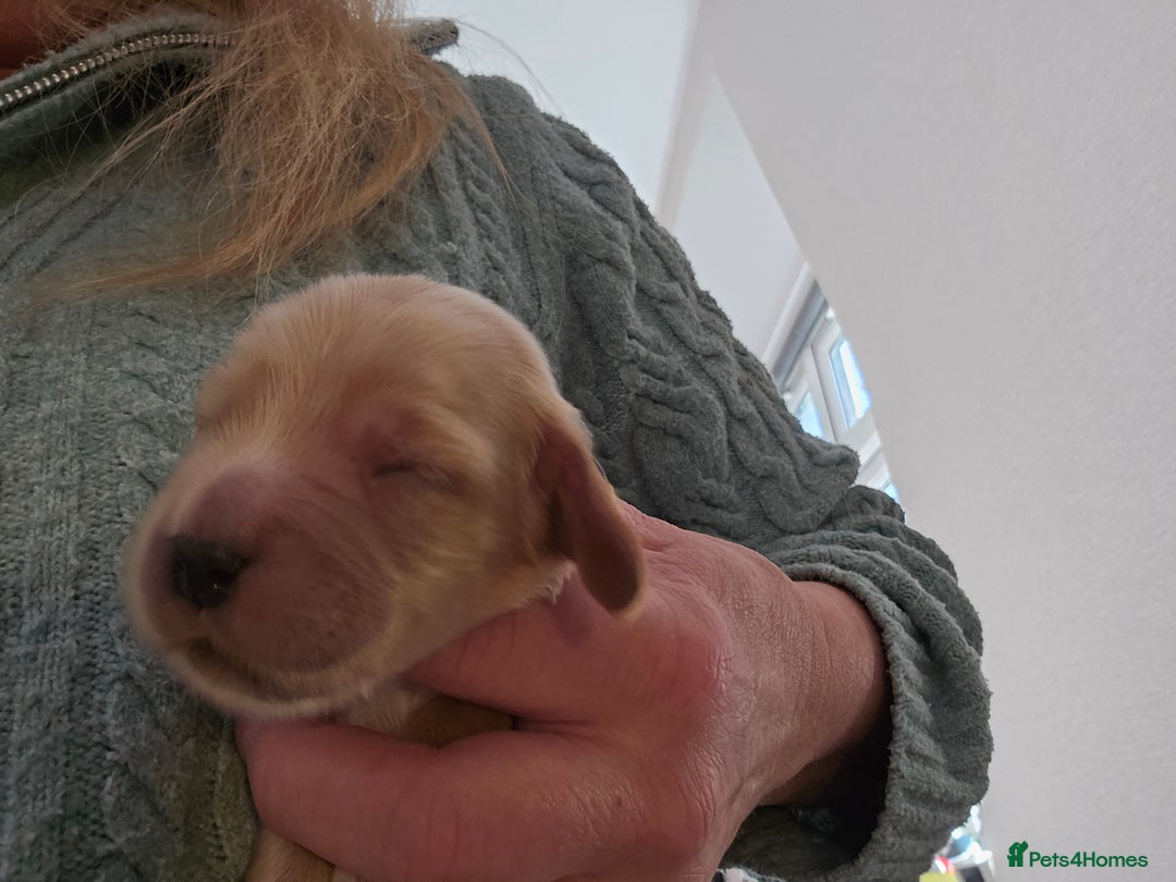 Cocker Spaniel dogs for sale: Health tested Boxing day show Cocker Spaniels   - Advert 11