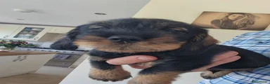 Dachshund 1 male 