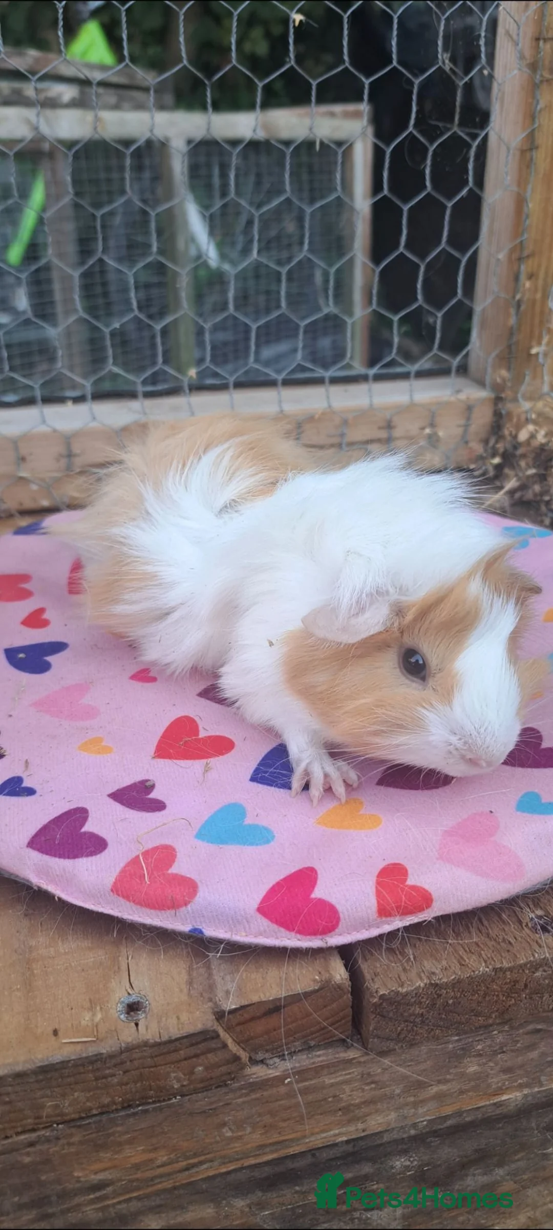 Guinea Pig rodents for sale: Adorable young boar Guinea pigs  - Advert 2