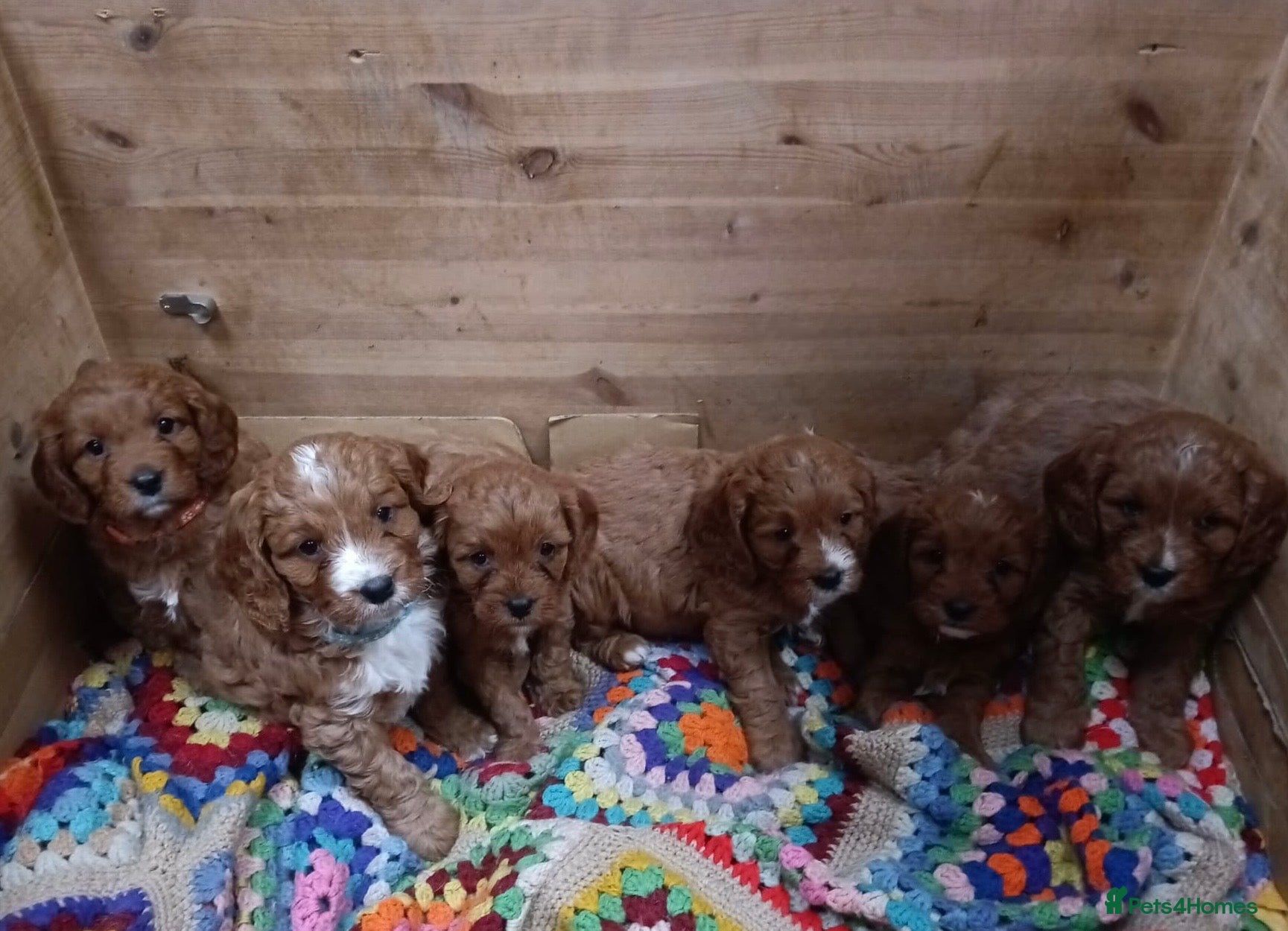 Cavapoo dogs Cavapoo F1 puppies looking for their forever home in Corwen - Advert 1