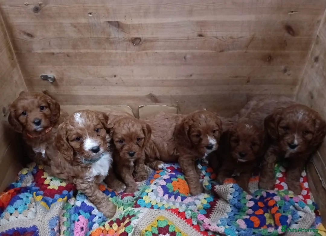 Cavapoo dogs for sale: Cavapoo F1 puppies looking for their forever home in Corwen - Advert 1