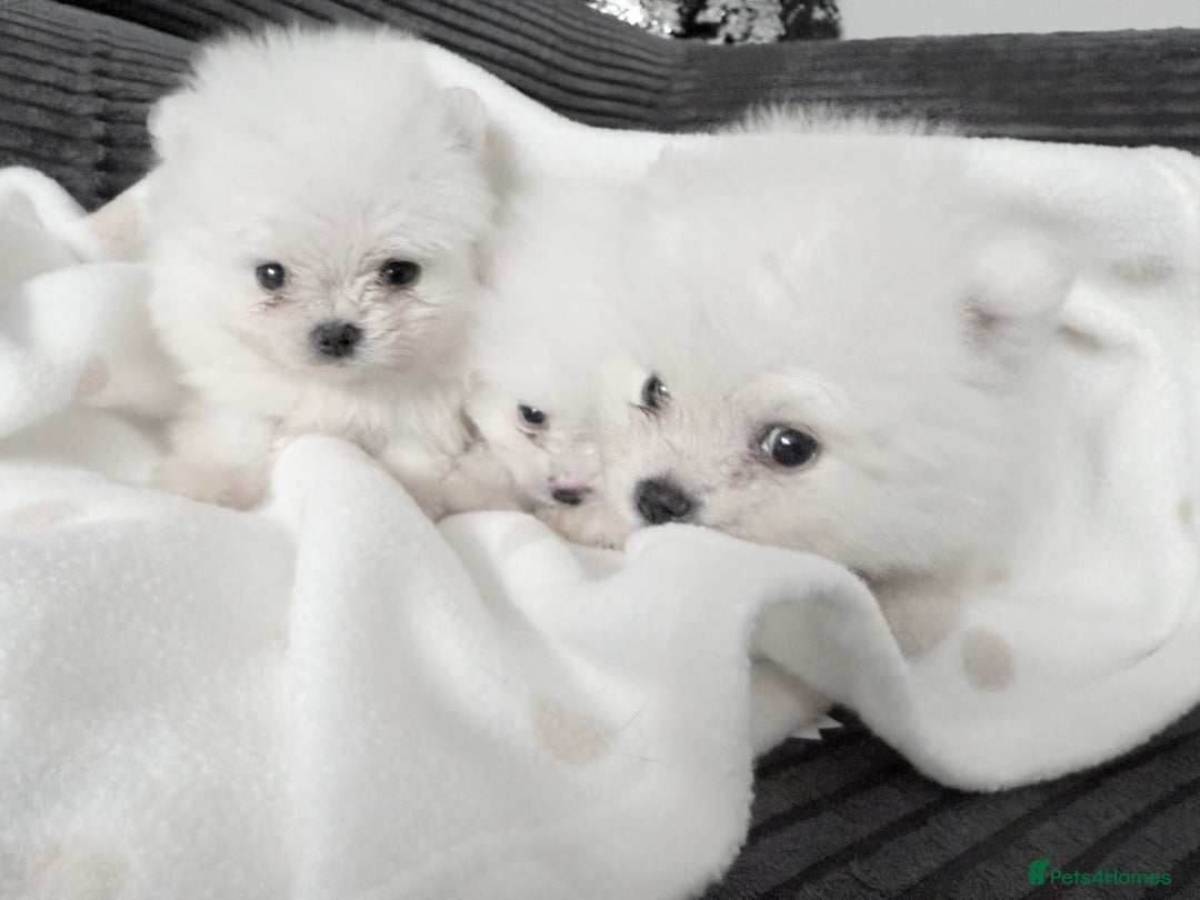 Pomeranian dogs for sale: Super quite Kc Pomeranians puppies(1 boy available - Image 6