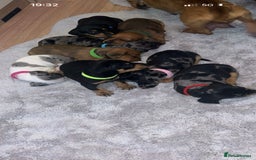 Dachshund dogs for sale: Adorable dachshund puppies ready for loving homes - Image 17