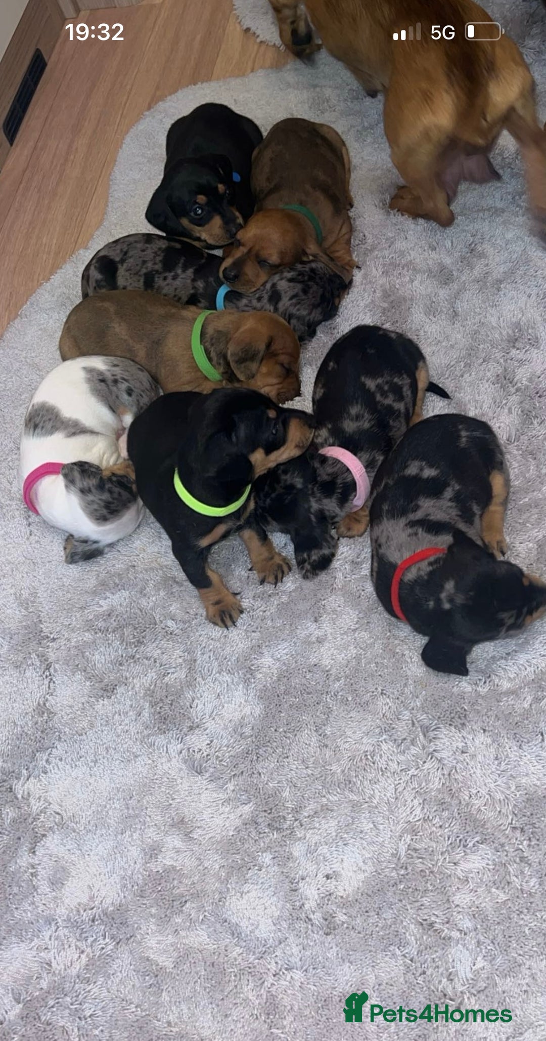 Dachshund dogs for sale: Adorable dachshund puppies ready for loving homes - Image 17