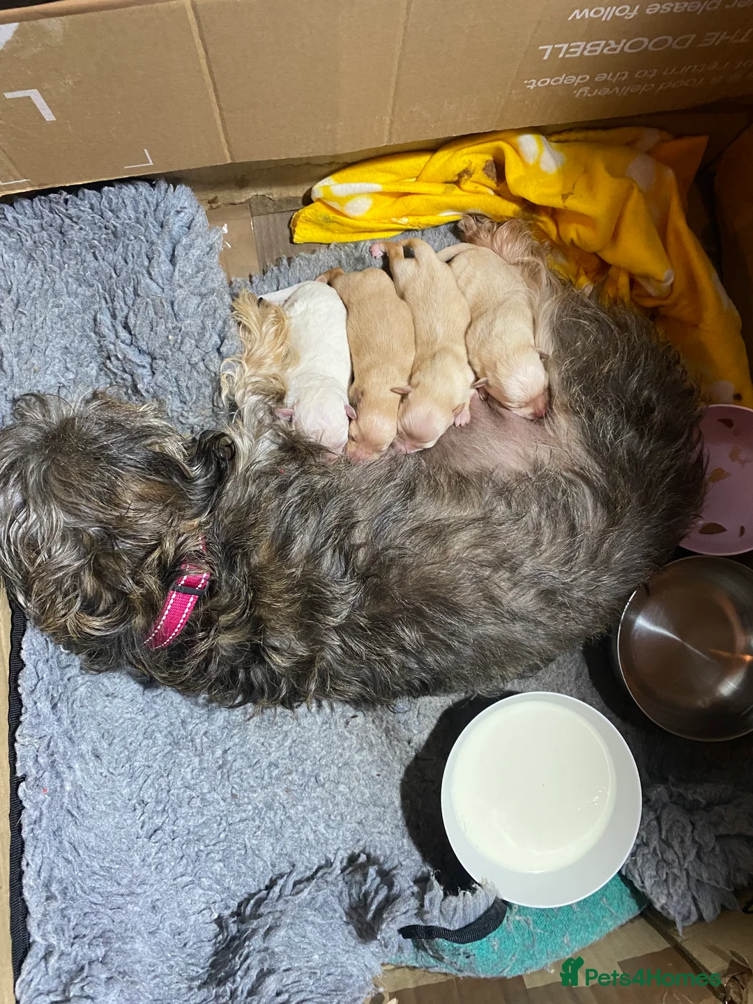 Mixed Breed dogs for sale: Daxie-CHON PUPPIES FOR SALE - Advert 1