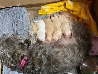 Mixed Breed dogs Daxie-CHON PUPPIES FOR SALE - Advert 1