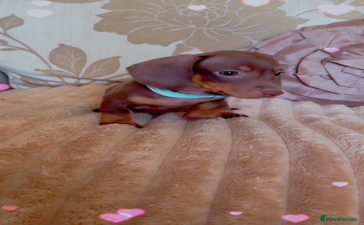 Miniature Dachshund dogs - Advert 2