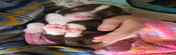 Mixed Breed dogs for sale: Bordoodle X Springer Spaniel puppies  - Advert 39