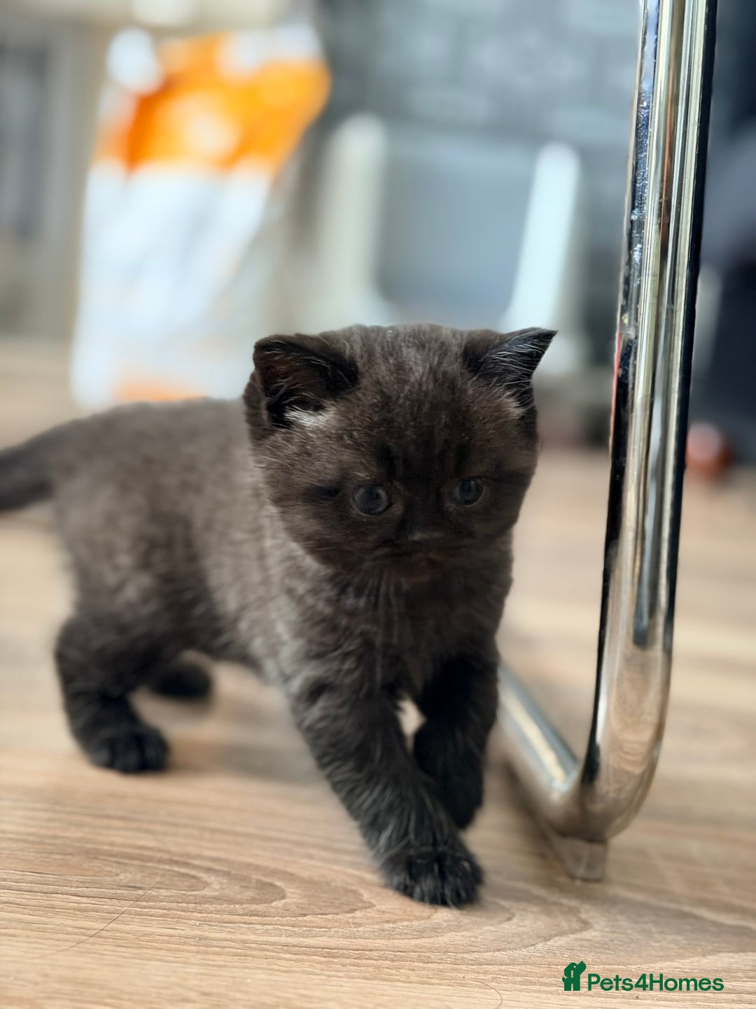 Scottish Fold cats for sale: Scottish fold kittens for sale! - Advert 13