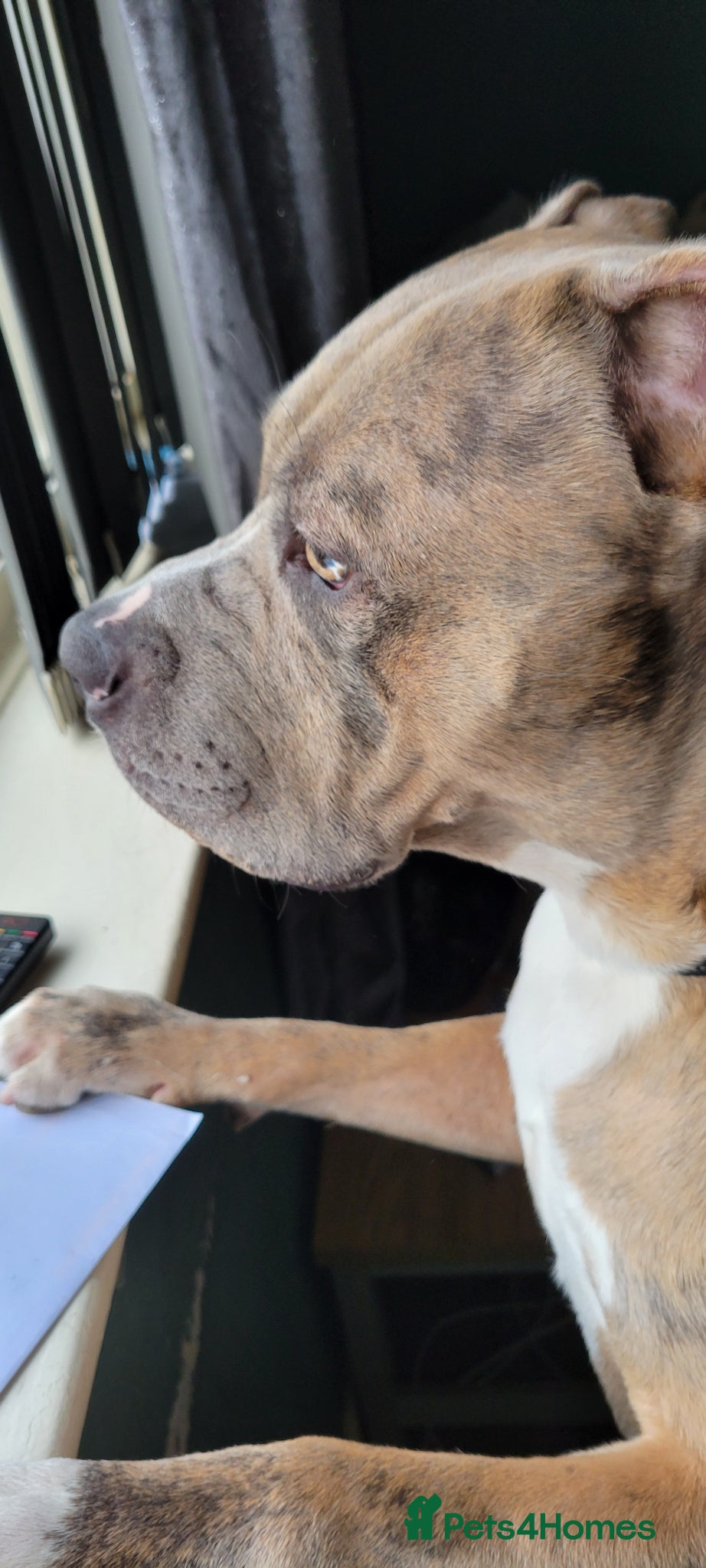 Mixed Breed dogs Cane Corso x mastiff pup  - Advert 12