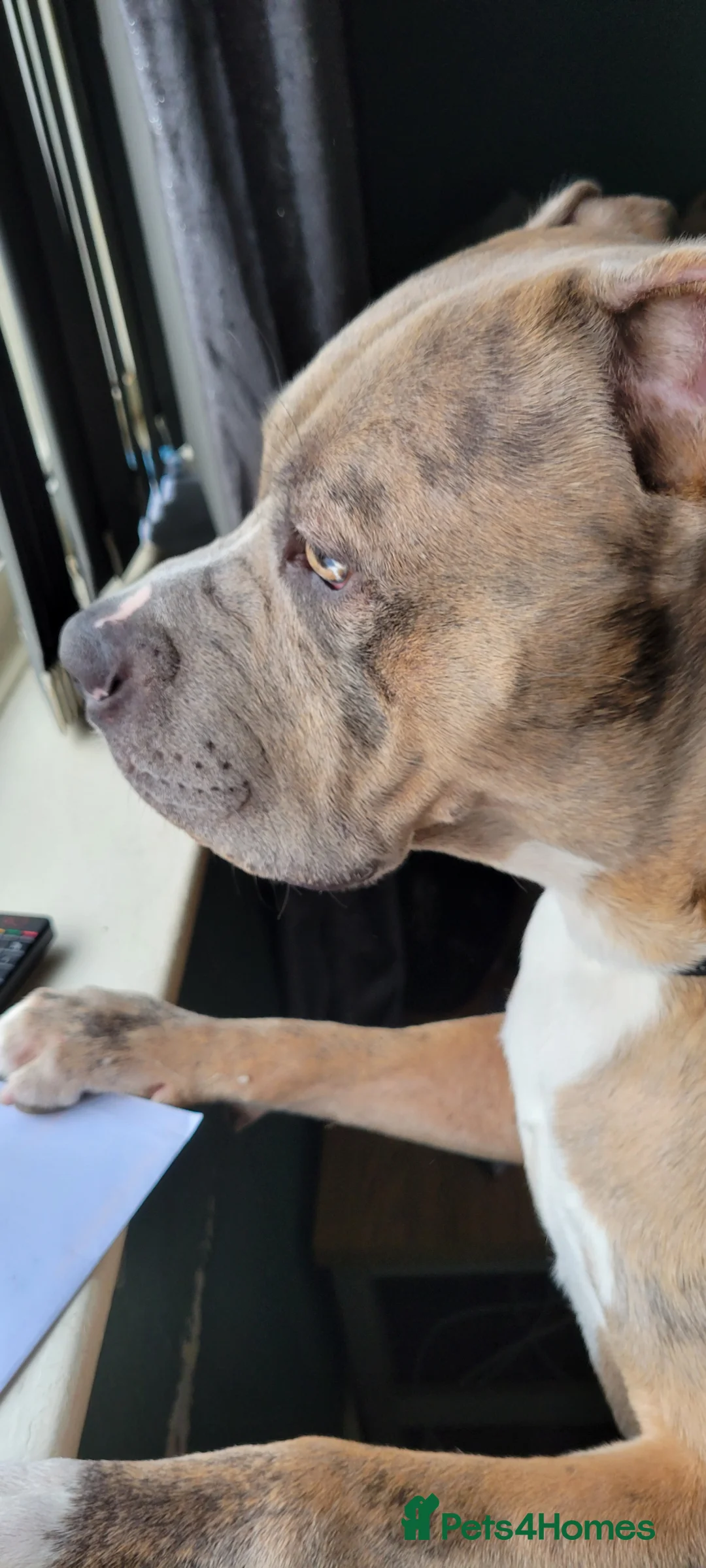 Mixed Breed dogs for sale: Cane Corso  ** tiff pup  in Thornton-Cleveleys - Advert 1