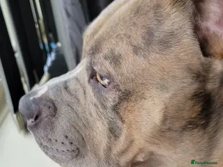 Mixed Breed dogs Cane Corso ** tiff pup - Advert 10