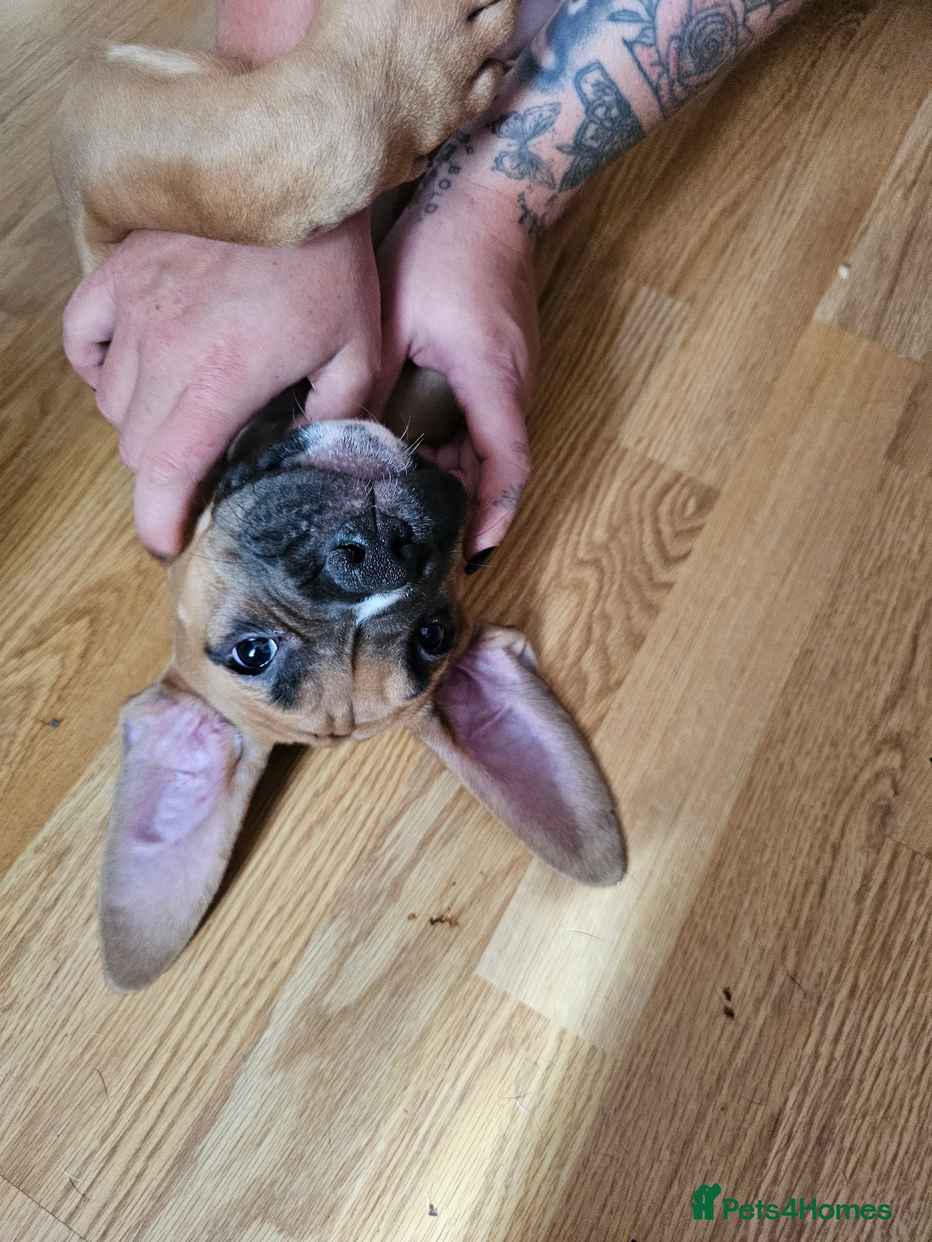 Mixed Breed dogs Staffy/mastiff mix - Advert 2
