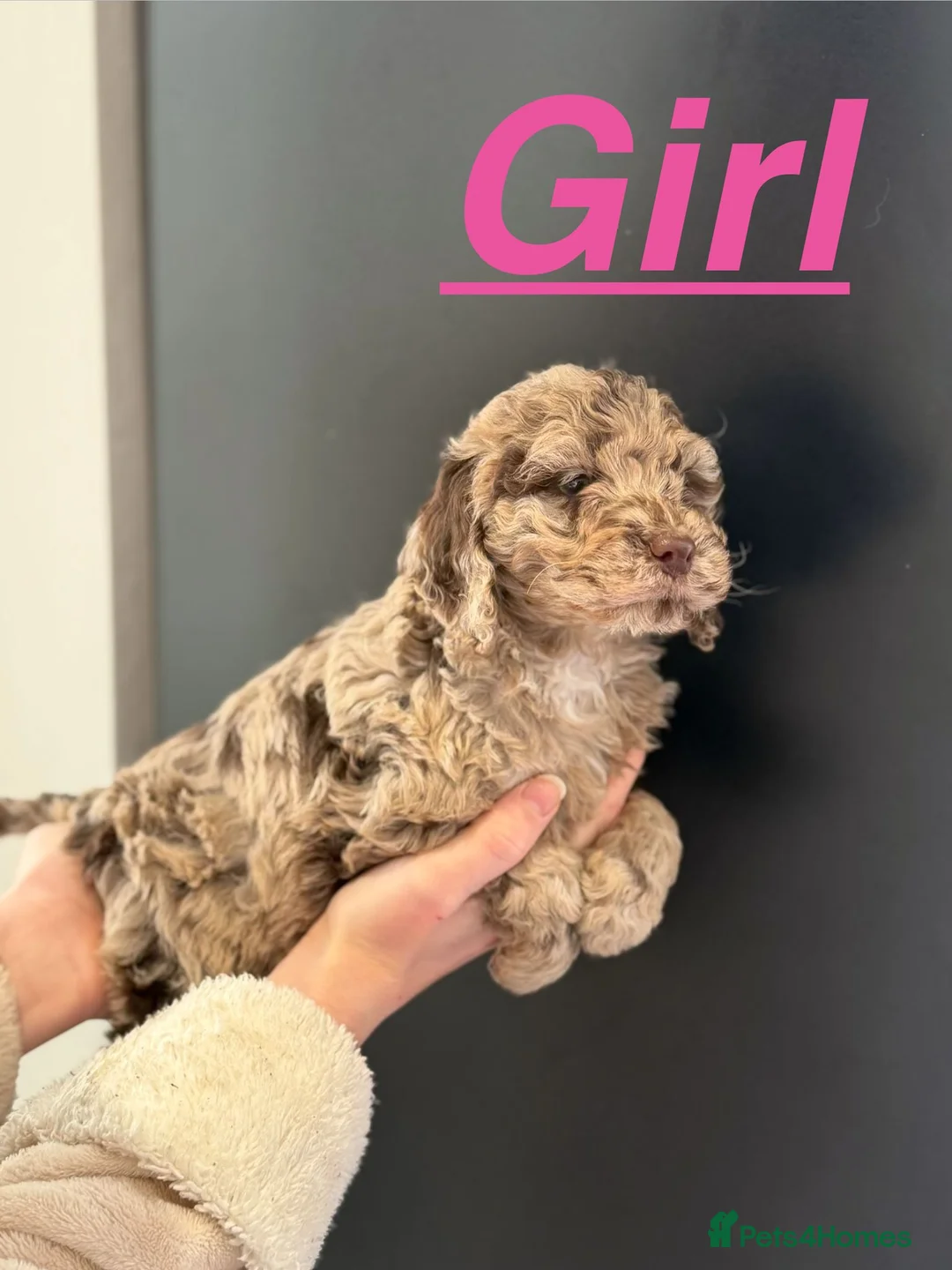 Cockapoo dogs for stud: F1 chocolate merle cockapoo - Advert 2