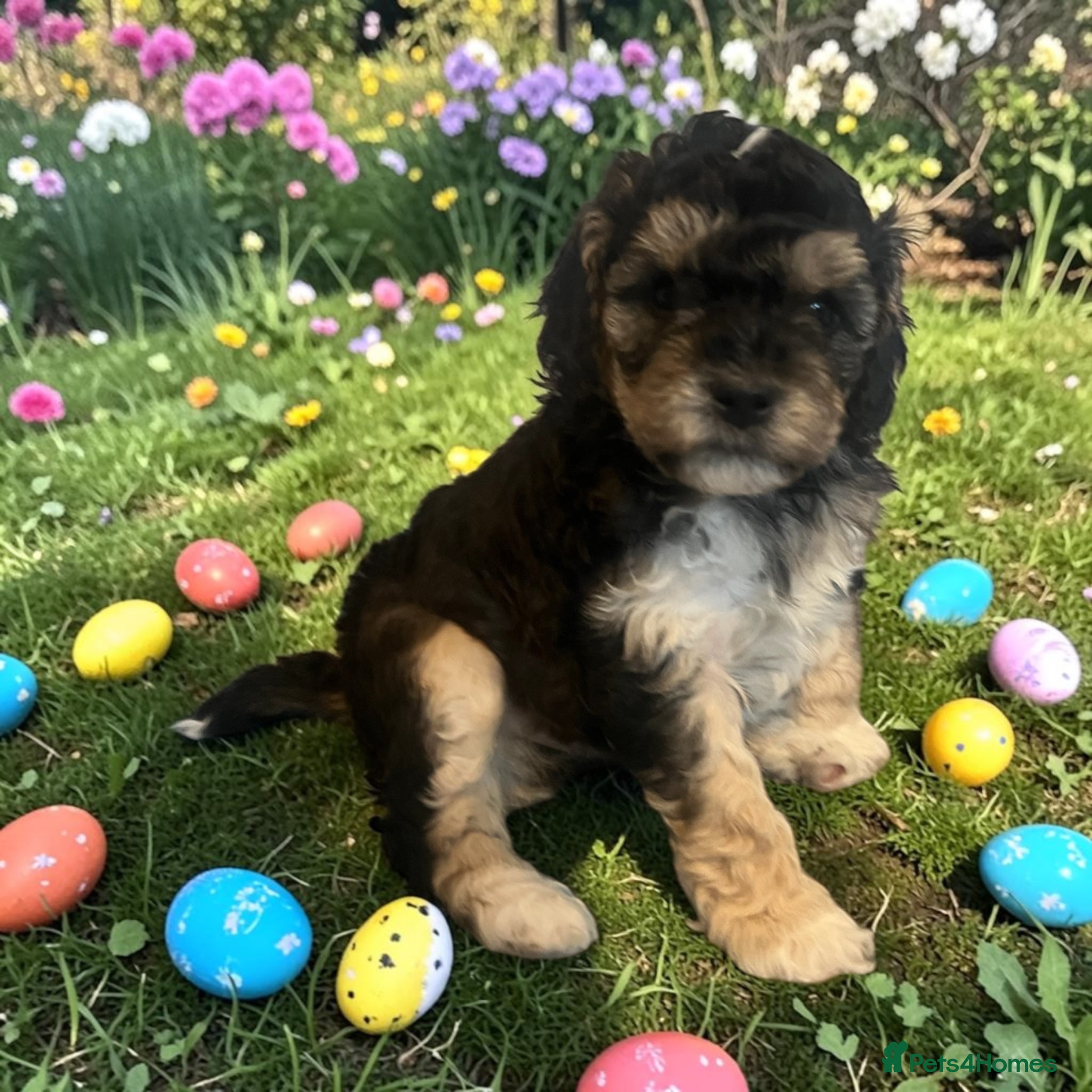 Australian Labradoodle dogs Australian labradoodle health tested parents!! - Advert 2