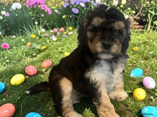 Australian Labradoodle dogs Australian labradoodle health tested parents!! - Advert 2