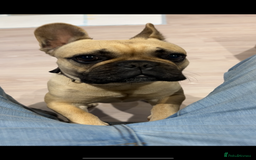 French Bulldog dogs for sale: French Bulldog - Image 1