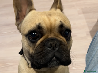 French Bulldog dogs for sale - Advert 1