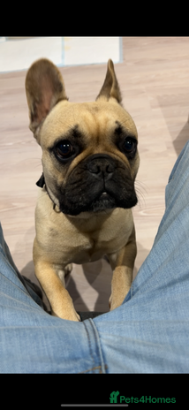 French Bulldog dogs - Advert 1