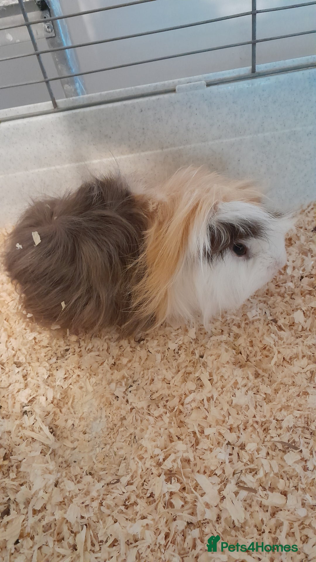 Guinea Pig rodents for sale: Guinea pigs - Advert 5